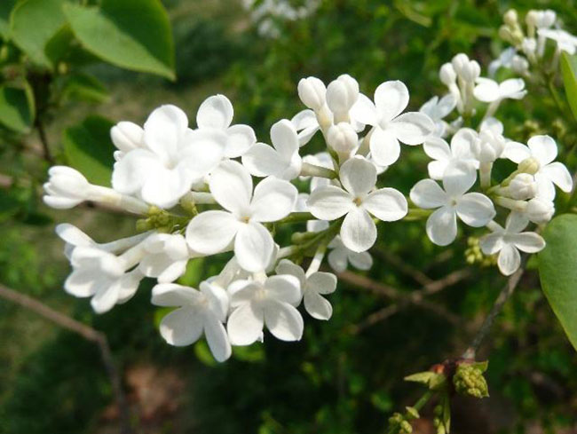 丁香花花語(yǔ)