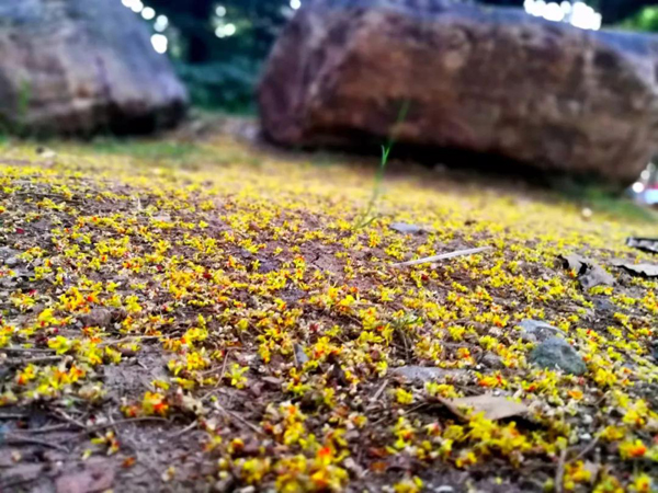 欒樹開敗的花