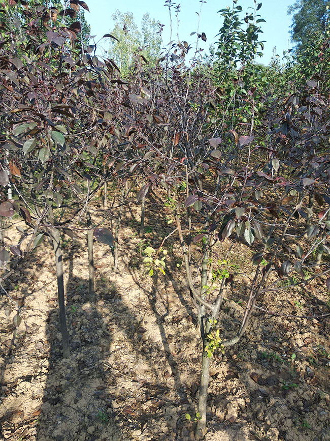 紅葉李5.jpg