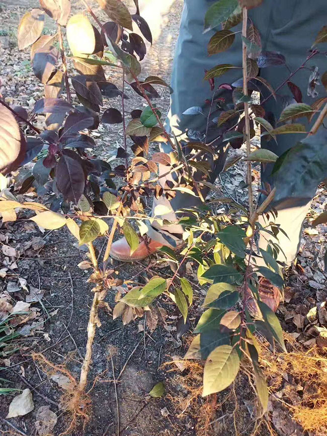 紅葉李
