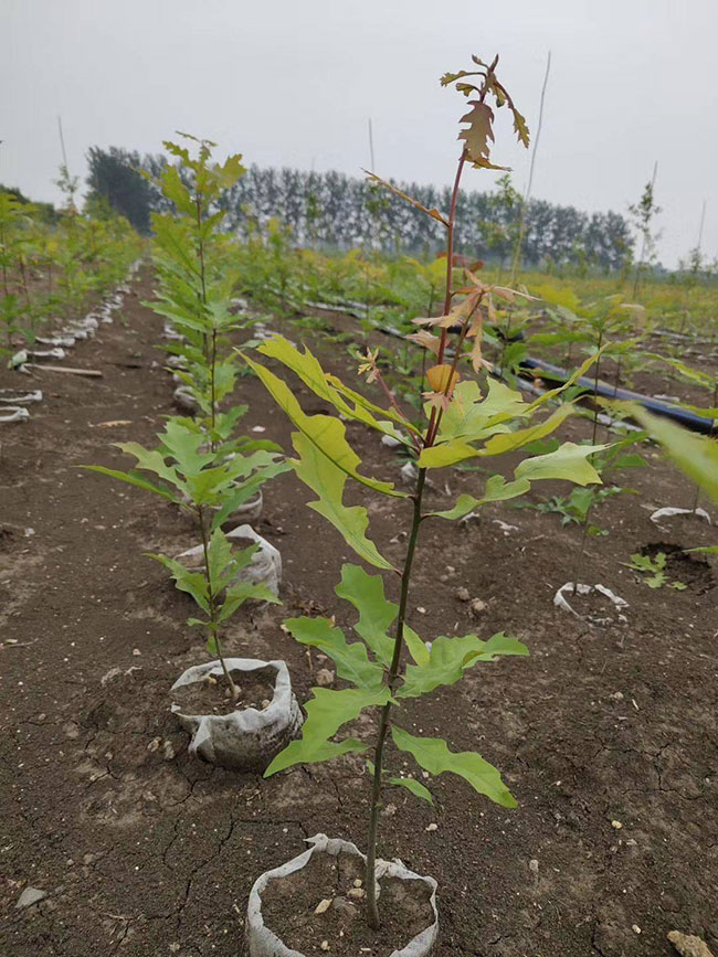娜塔櫟種植后幾天發(fā)芽?娜塔櫟移栽技術(shù) 娜塔櫟種植后幾天發(fā)芽?娜塔櫟移栽技術(shù)