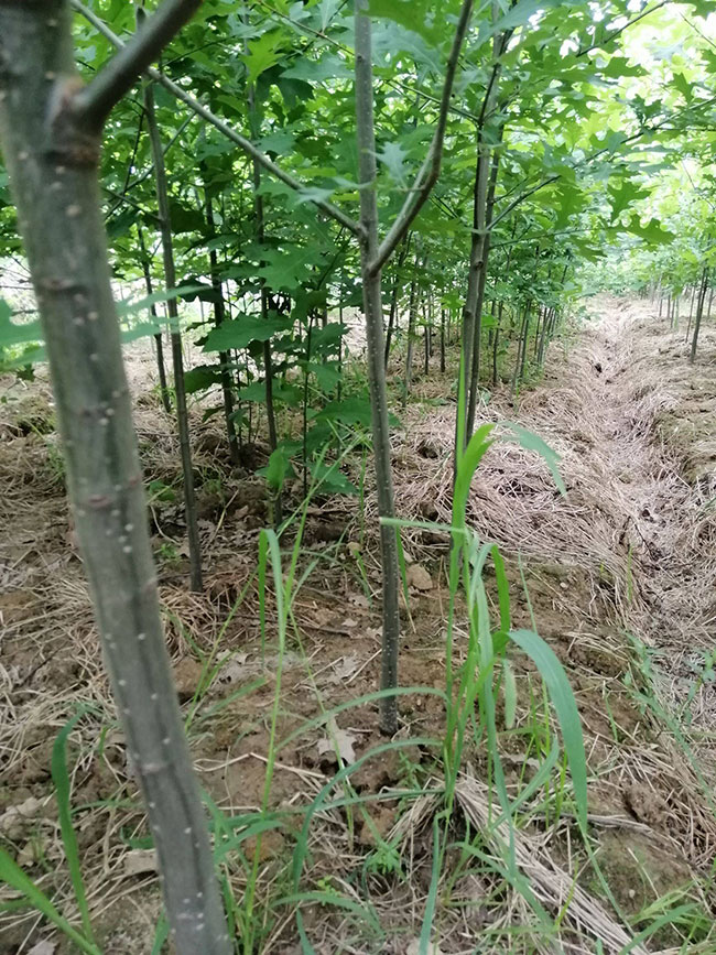 娜塔櫟種植后幾天發(fā)芽?娜塔櫟移栽技術(shù) 娜塔櫟種植后幾天發(fā)芽?娜塔櫟移栽技術(shù)