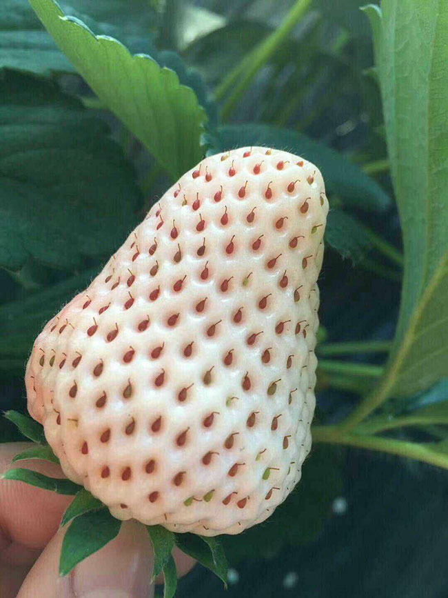 白草莓