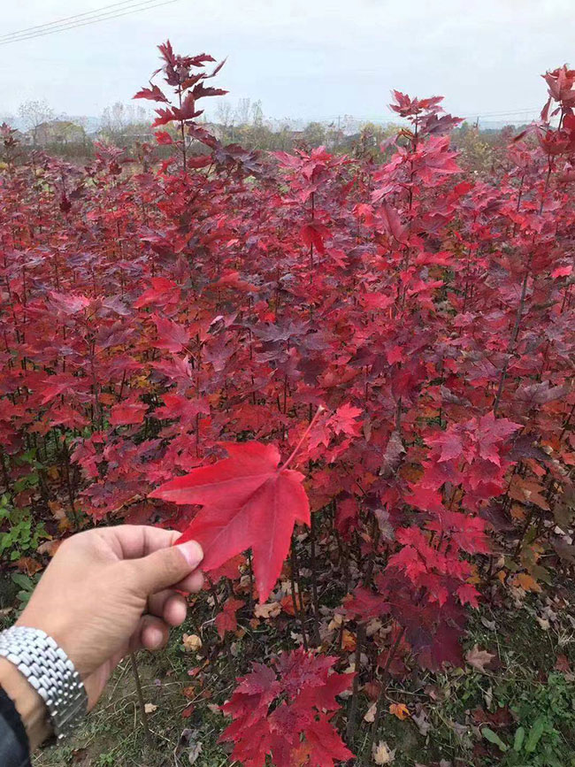 紅楓樹多少錢一棵?2020年紅楓樹最新價格 紅楓樹多少錢一棵?2020年紅楓樹最新價格