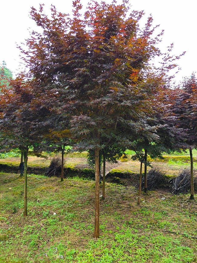 紅楓樹多少錢一棵?2020年紅楓樹最新價格 紅楓樹多少錢一棵?2020年紅楓樹最新價格