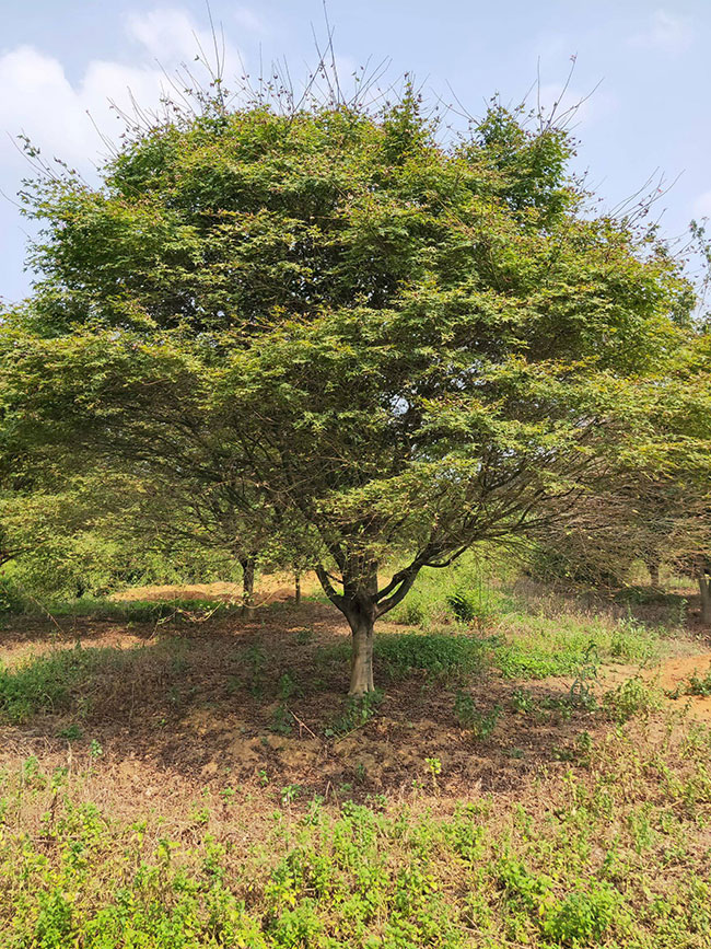 紅楓樹多少錢一棵?2020年紅楓樹最新價格 紅楓樹多少錢一棵?2020年紅楓樹最新價格