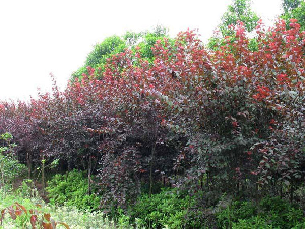 紅葉李苗木基地