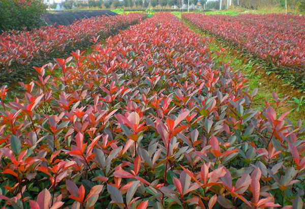 紅葉石楠地苗
