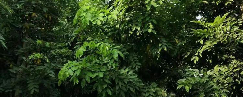 臘腸樹苗木實(shí)拍圖 臘腸樹苗木實(shí)拍圖