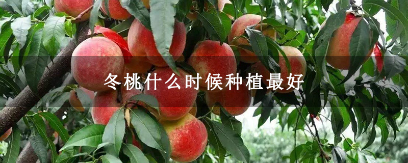 冬桃什么時候種植最好